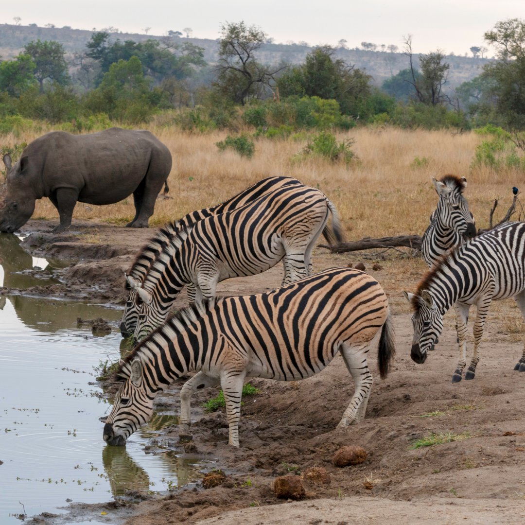 Zebras are one of Africa's most iconic animals, with a distinctive black-and-white striped pattern. There are three living species: the Grévy's Zebra, Plains Zebra, and the Mountain Zebra.

Have you ever seen a Zebra?🦓
.
.