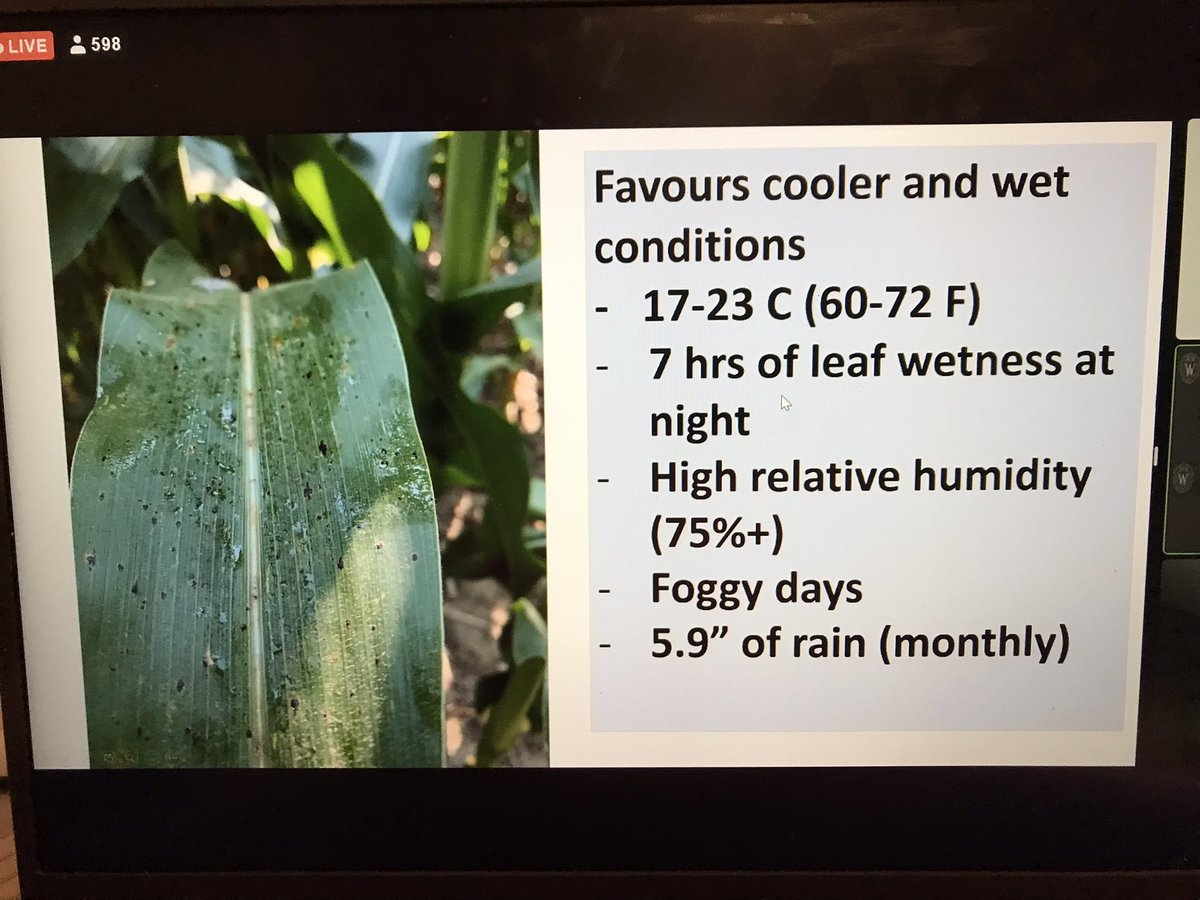 neil_mcg38's tweet photo. Another great session! Tar Spot will continue to be a hot topic this winter. Understanding the conditions it thrives in will help us with scouting timing and management decisions. #OAgC22 #learningwithmicroessentials https://t.co/LxibW9AHWm