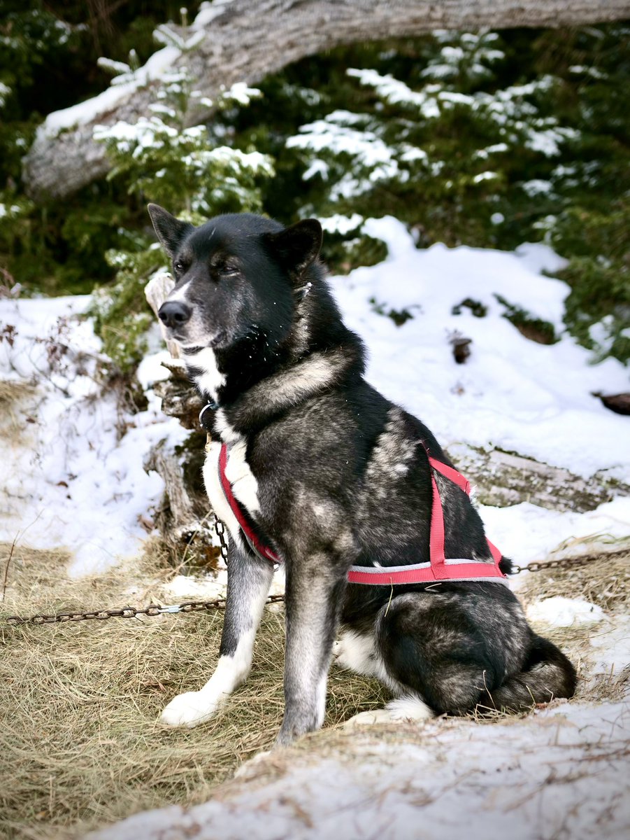 dgaproductions's tweet photo. Spectacular day yesterday with wilderness experts Polly & Kevin of Mahoosuc Guide Service, and their amazing Yukon Huskies!
DP @Malcontentski, Camera Op Kellen Ryan, Audio/Drone Op @dholden13, for @yankeemagazine's #WeekendsWithYankee https://t.co/UYwkiUqczT