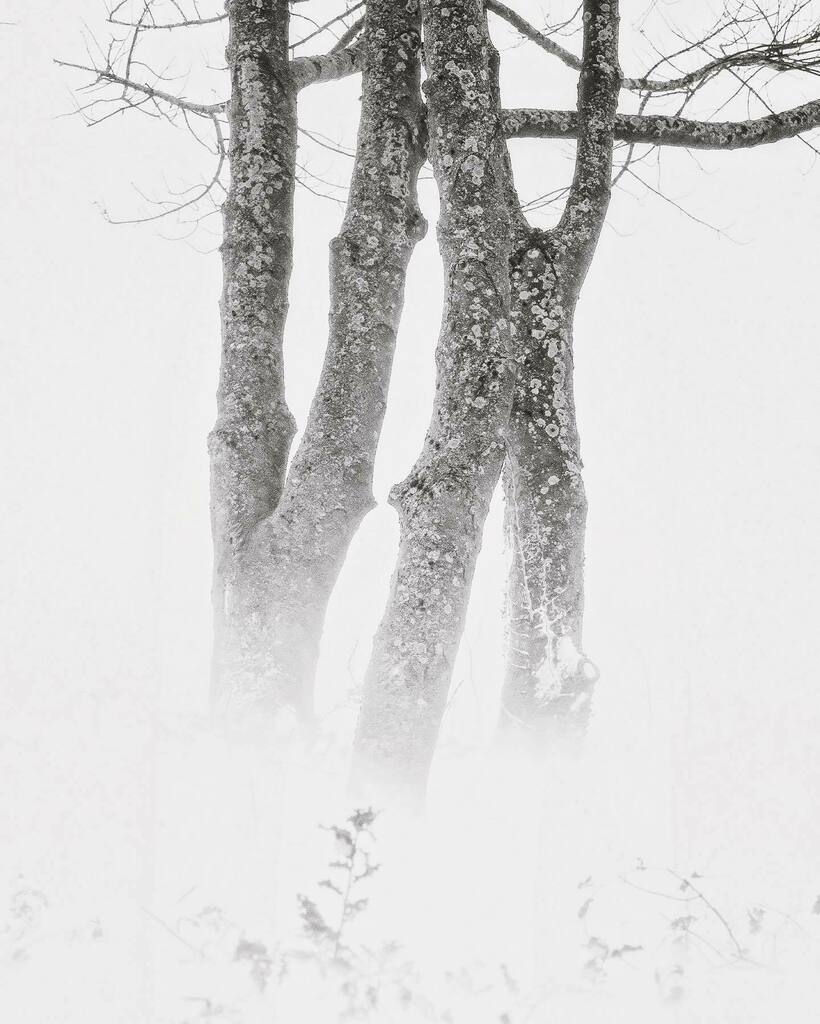 Danscape_Photo's tweet photo. Ghost Growth

#blackandwhitephotography

#photography https://t.co/LLGOxgIqLy