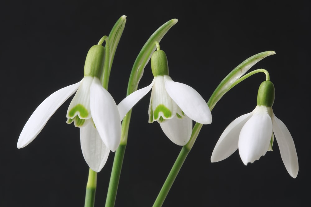 GardeningSaul's tweet photo. #SNOWDROP DAY: For all you #Devon Galanthophiles the Devon @HardyPlantSoc is having a special Snowdrop meeting this Sat 8th Jan 2pm at Longdown Hall, nr. Exeter. Both @avonbulbs and Elworthy Plants are selling plants, and we have a talk from Micky Little too (£2 non-HPS members) https://t.co/5VGFl5I8oK