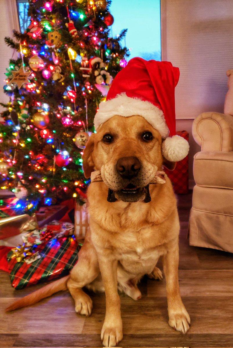 The biggest 🚩🚩🚩 to me is when a person shows no interest towards dogs... because what the f🐾ck is that all about❓