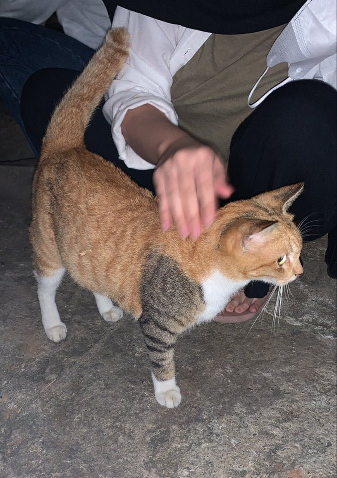 gatitos_qctd's tweet image. Winter soldier