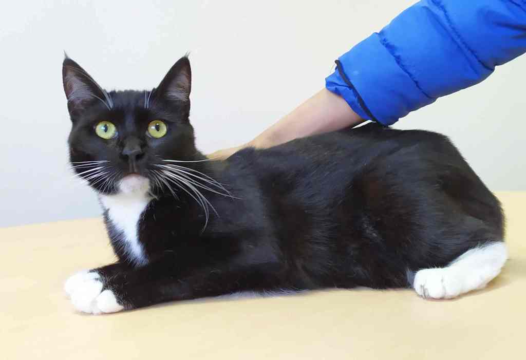 ETierhilfe's tweet photo. 💖Valeria💖 #adoptme
Profil: https://t.co/v3KPmi5IFO
#catsofspain #catsofinstagram #needforsterplaces #CatsOfTwitter #AdoptDontShop https://t.co/Rqv2sBwrDU