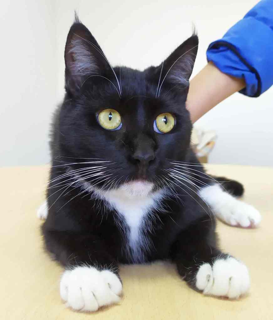 ETierhilfe's tweet photo. 💖Valeria💖 #adoptme
Profil: https://t.co/v3KPmi5IFO
#catsofspain #catsofinstagram #needforsterplaces #CatsOfTwitter #AdoptDontShop https://t.co/Rqv2sBwrDU