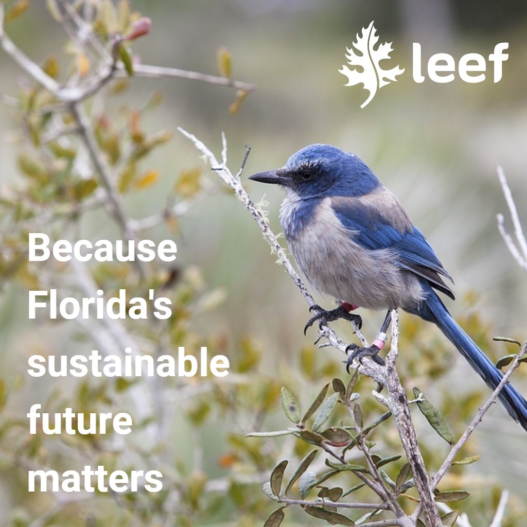 LEEF_Florida's tweet photo. For #NationalBirdDay we feature one of Florida's iconic birds, the Florida scrub jay, a threatened species which is only found in scrub habitats in our state.
https://t.co/mdxFOQ1MOV
#florida #floridascrubjay #EEinFL #leefFL https://t.co/9QhweyL9zm
