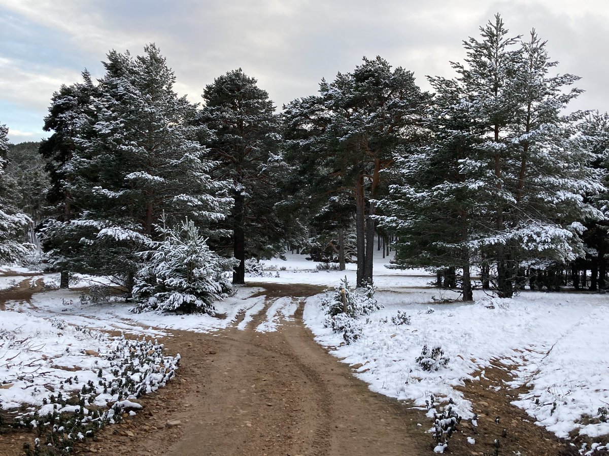 YaninaMaggiotto's tweet photo. El día se ha vestido de blanco después de la nevada de anoche en la #sierradealbarracin #censingbirds #birdcensus #birdinginspain @VisitNatura @CvGuias @SwarovskiOptik @global_birding https://t.co/EDL302MmME