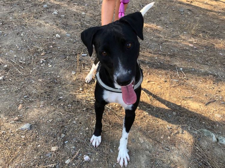 ETierhilfe's tweet photo. 💖Sith💖#adoptme
Profil: https://t.co/TZOcKeQWtK
#dogsofspain #dogsneedhome #dogsoftwitter #AdoptDontShop https://t.co/St5l8BLLjS
