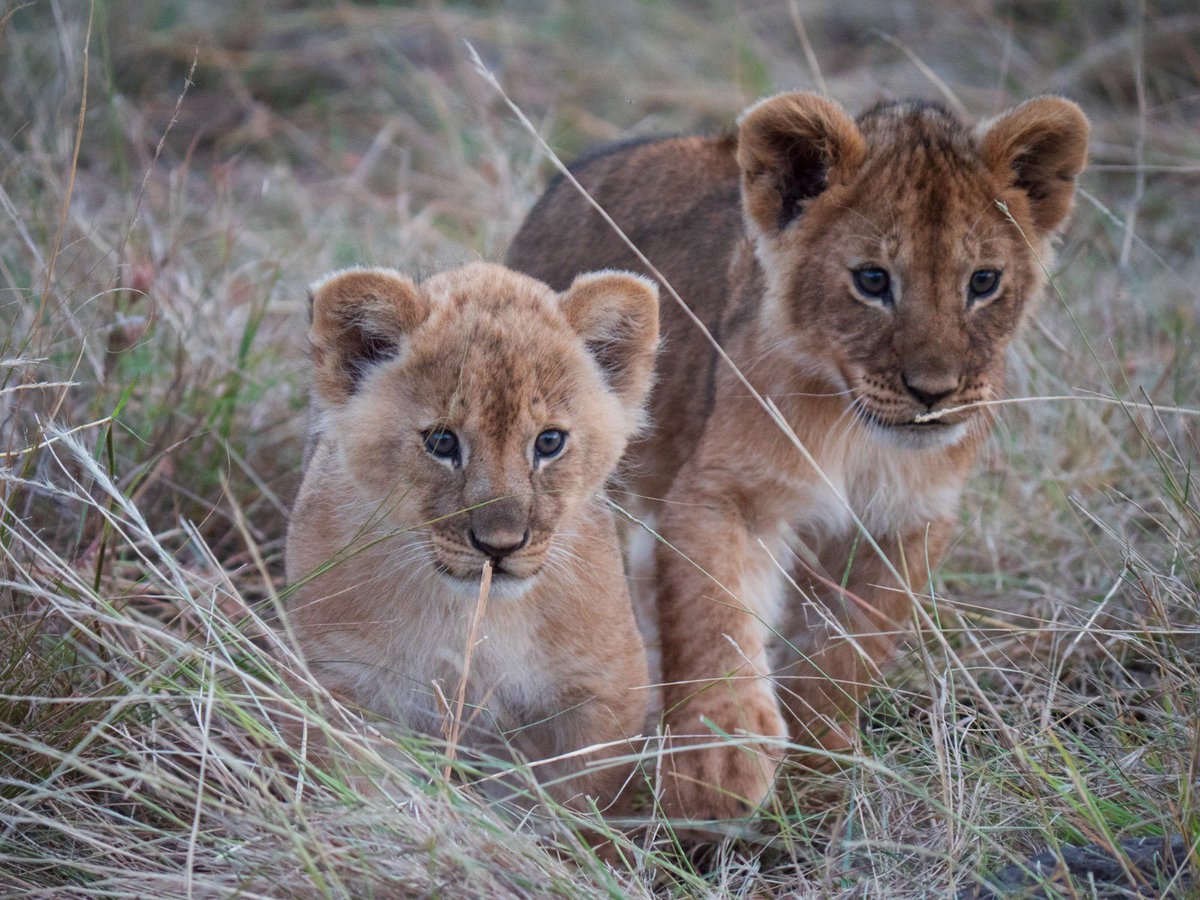 Offbeat Safaris tweet media