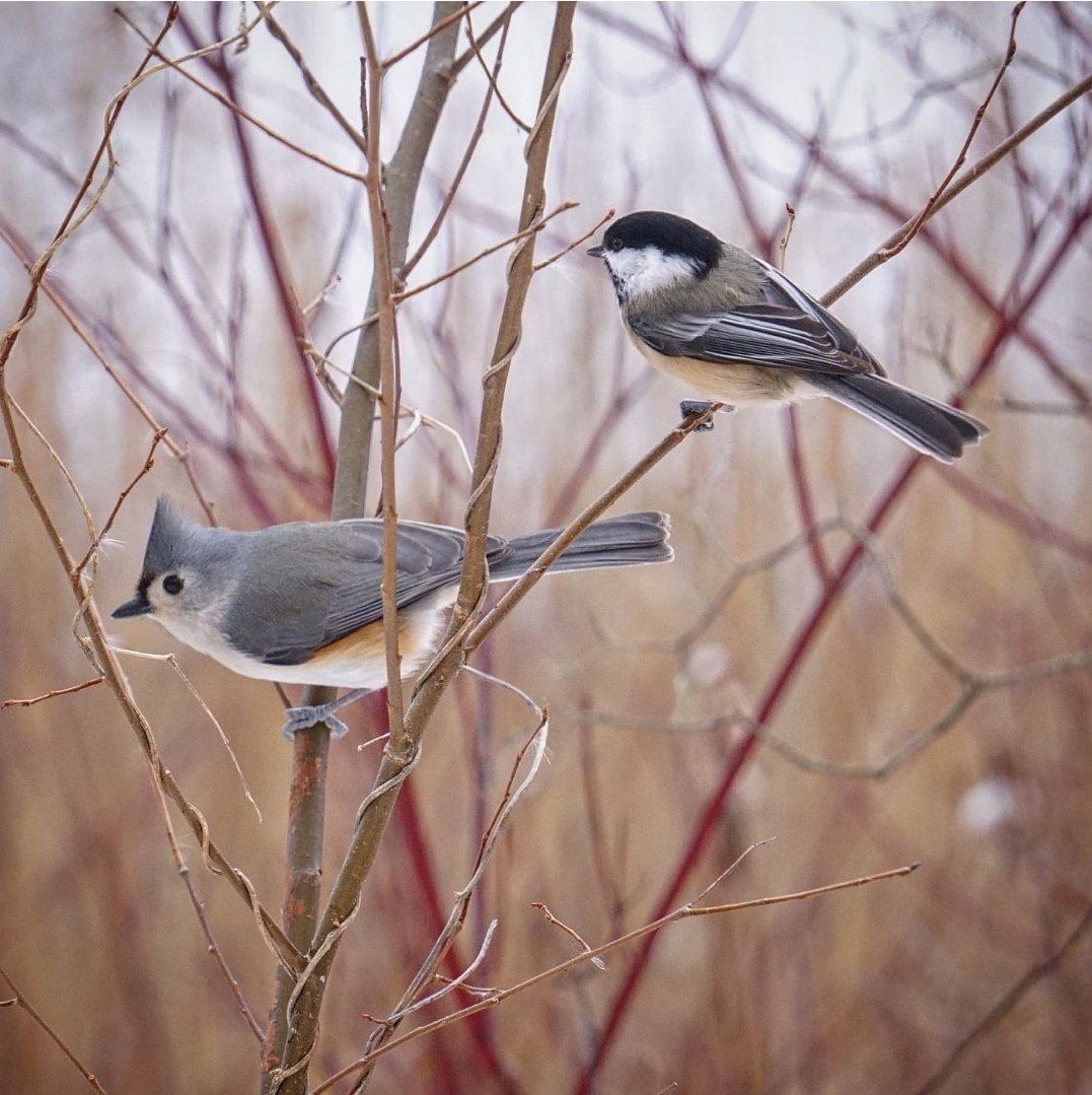 A bird sitting on a tree is never afraid of the branch breaking, because her trust is not on the branch but on her own wings. 

Happy National Bird Day! 🐦 

#KarissasKaptures #KarissasThoughts #NationalBirdDay #Birds #BirdsAreBeautiful #BirdWatching #BirdPhotography #Nature