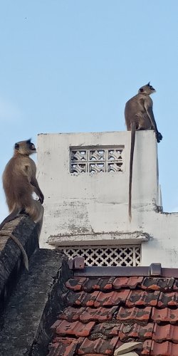Ayushhhh_02's tweet photo. बंदर नगर भ्रमण पर
कुत्ता समाज में छाया खोफ ।।😅
Spiderman chl rahi thi aisa lg rha tha 😂😂🤣🤣🤣
#MonkeyVsDoge 
#MonkeyvsDog https://t.co/ghlybi2MzQ