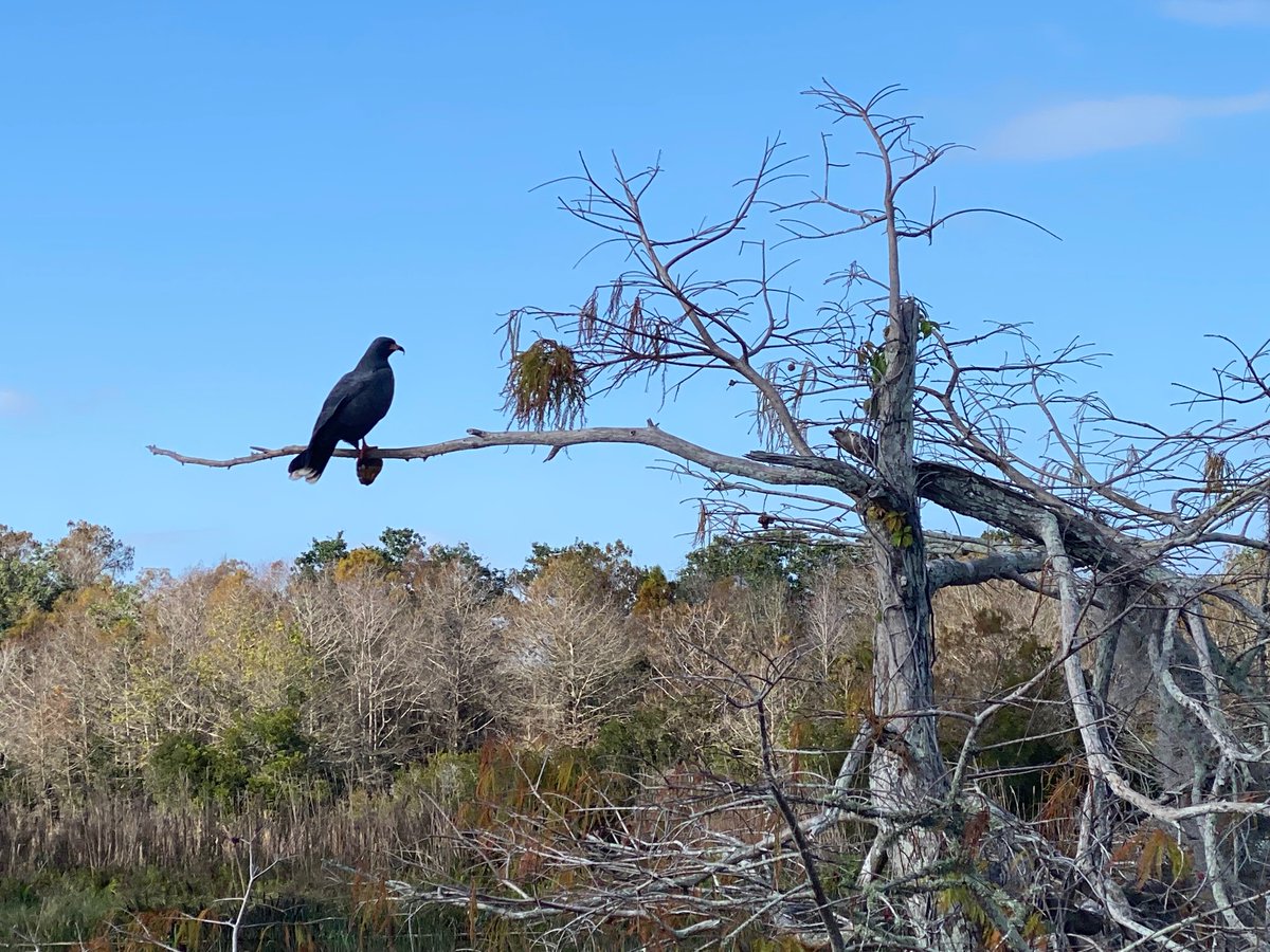LibbyAPigman's tweet image. Lots of snail kites out on Lake Istokpoga today. Thank you to @MyFWC for a great tour.