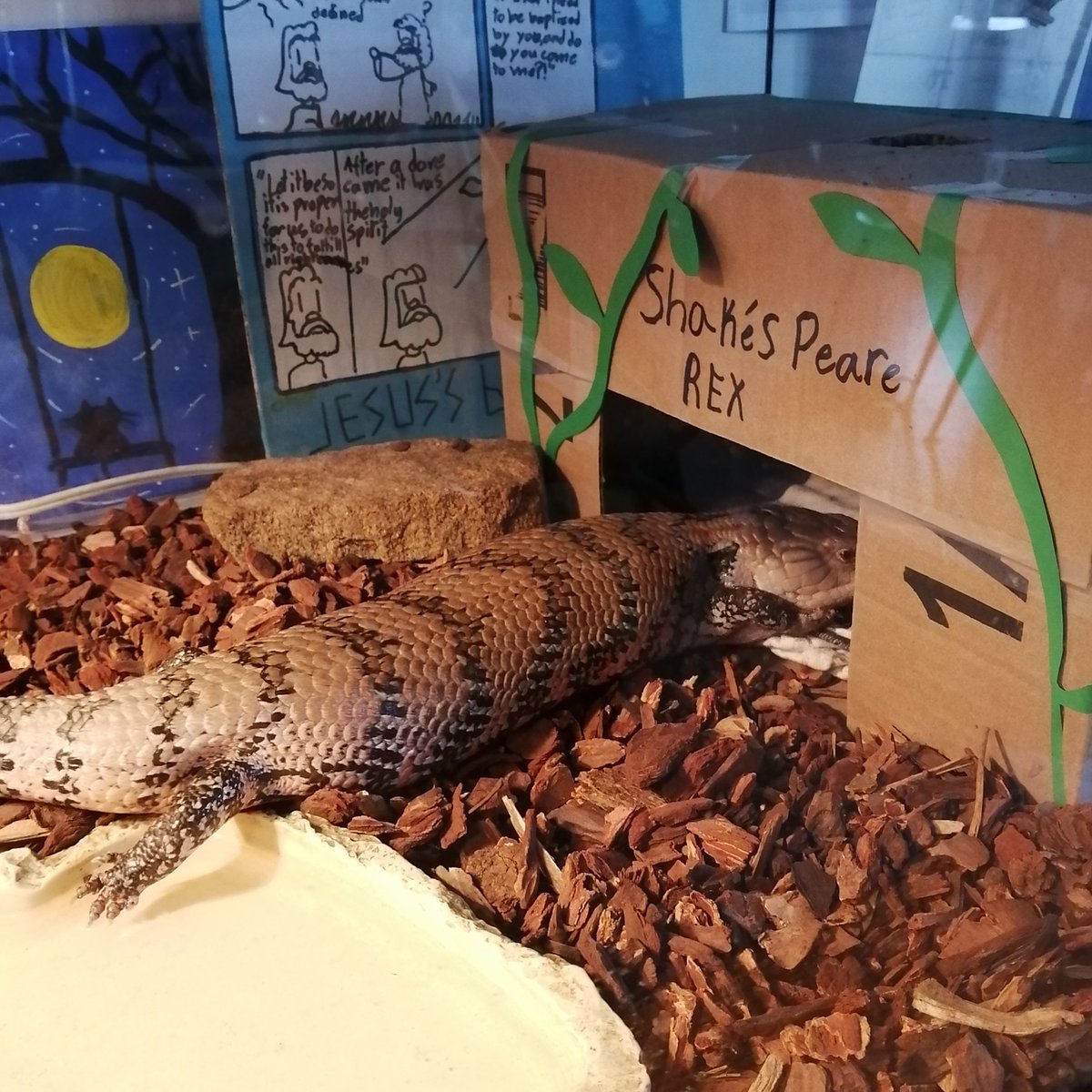 jacobporter's tweet photo. Very sweet... students taking the initiative to make a new house for Shakespeare Rex. He already likes his new home. 😌🐊

#reptiles #lizards #skinks #bluetongueskinks #classroom #pets #newhome #Saskatchewan https://t.co/Hf1oo5K7jn