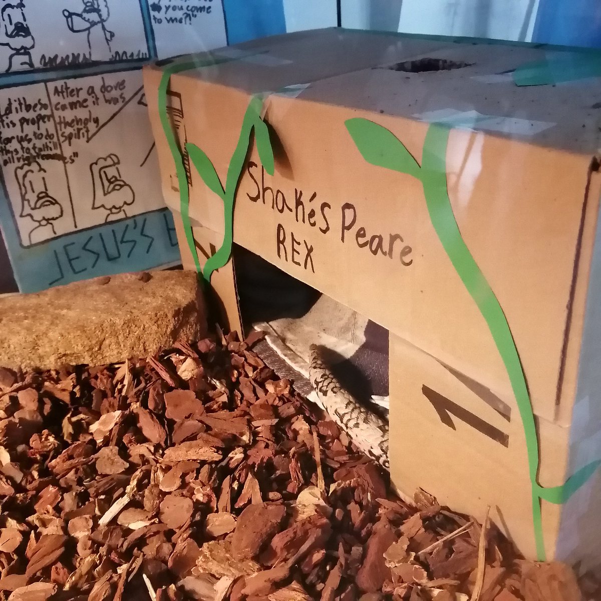 jacobporter's tweet photo. Very sweet... students taking the initiative to make a new house for Shakespeare Rex. He already likes his new home. 😌🐊

#reptiles #lizards #skinks #bluetongueskinks #classroom #pets #newhome #Saskatchewan https://t.co/Hf1oo5K7jn