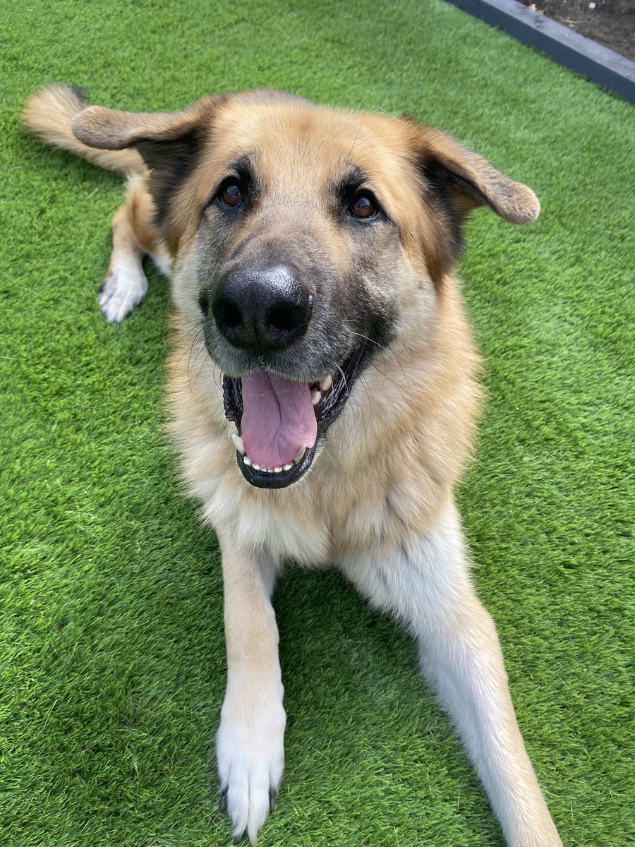 Thanks to <a href="/WoodmanGav/">Gavin Woods</a> I today learnt that my German Shep x Malamute is actually called a Shiloh Shepherd (we’ve only had him 6 years 🥴)