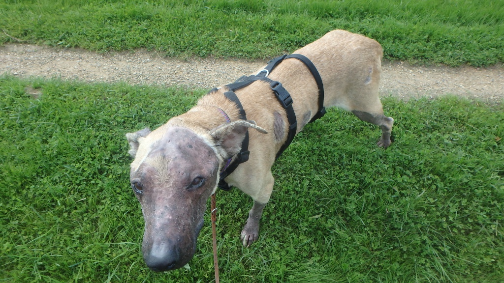 ETierhilfe's tweet photo. Hilfe für Wicker https://t.co/jP6woqOwuV

#needhelp #dogsofspain #dogsneedhelp #dogsoftwitter https://t.co/n3Dhq1oaVy