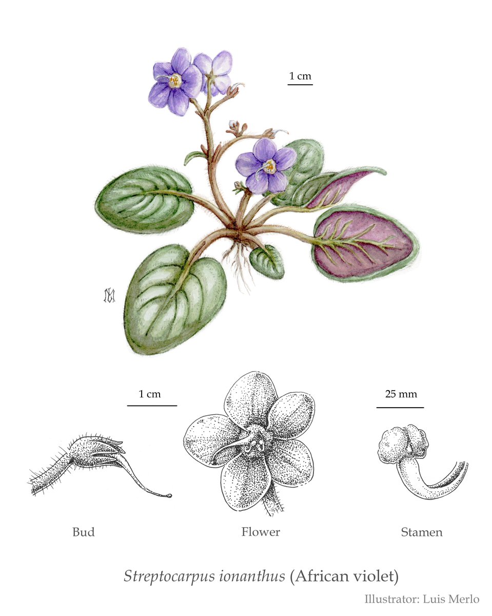 LMerlo72's tweet photo. My first attempt at #botanical illustration. African violets are fascinating plants to illustrate. 

Watercolour and ink liner on Old Mill paper

#sciart #plants #illustration https://t.co/5G4v0WTljO