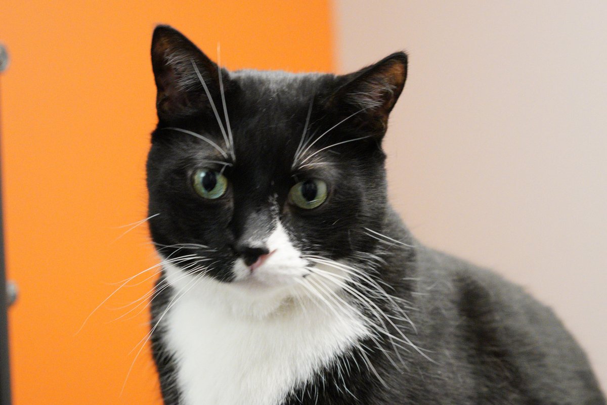 WinnipegHumane's tweet photo. Winnipeg, we desperately need your help! Let’s share this post and find forever homes for our long term animals. Meet Indiana, Dorrie, Persephone, Kato– they are just a few of the long term shelter animals that have been overlooked for adoption, some waiting since October 2021. https://t.co/Wful3zDTyU