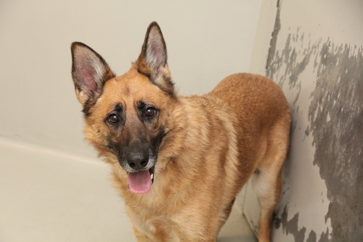 WinnipegHumane's tweet photo. Winnipeg, we desperately need your help! Let’s share this post and find forever homes for our long term animals. Meet Indiana, Dorrie, Persephone, Kato– they are just a few of the long term shelter animals that have been overlooked for adoption, some waiting since October 2021. https://t.co/Wful3zDTyU