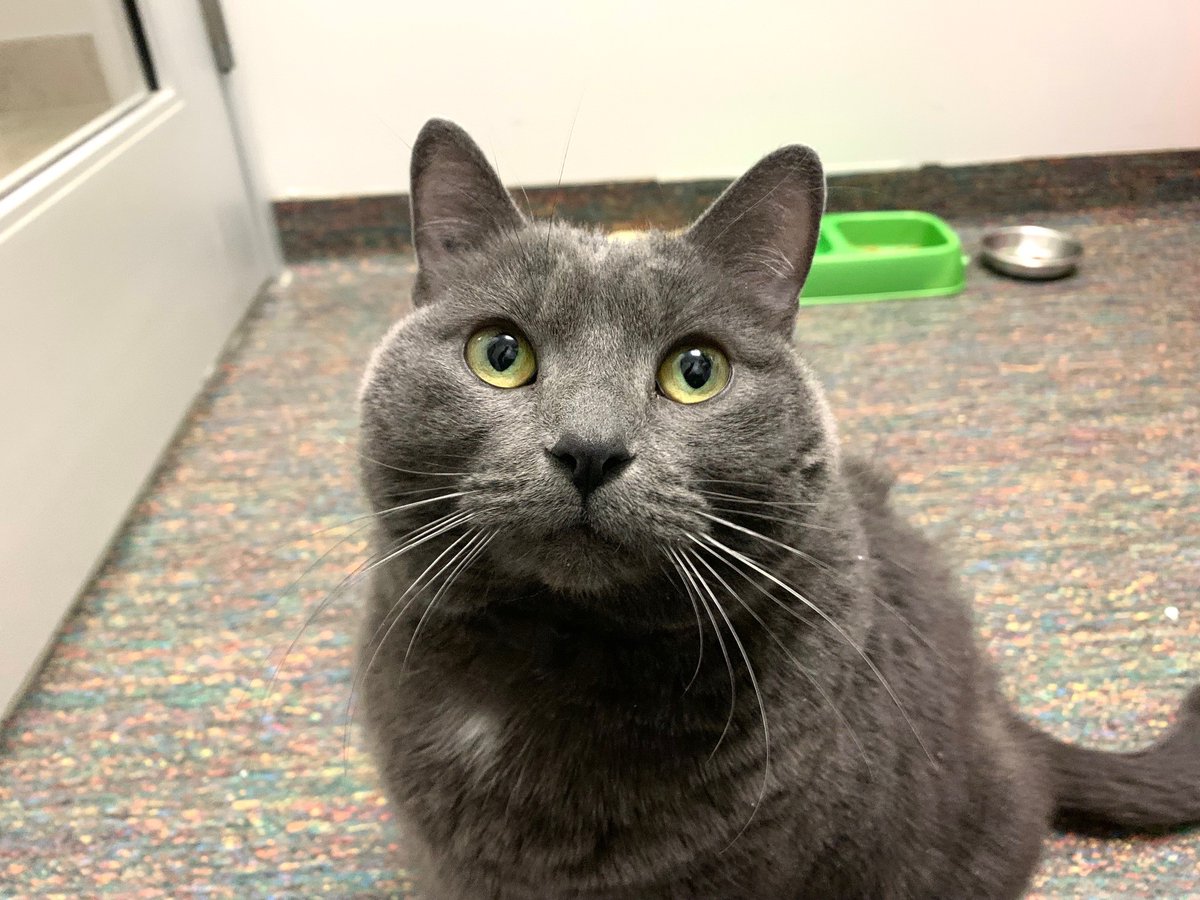 WinnipegHumane's tweet photo. Winnipeg, we desperately need your help! Let’s share this post and find forever homes for our long term animals. Meet Indiana, Dorrie, Persephone, Kato– they are just a few of the long term shelter animals that have been overlooked for adoption, some waiting since October 2021. https://t.co/Wful3zDTyU