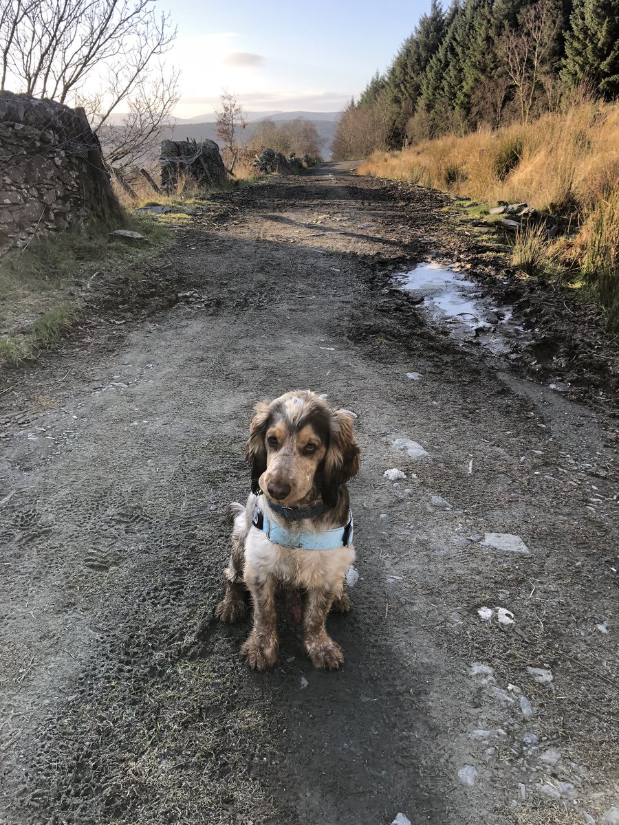 Emma Dodds tweet media