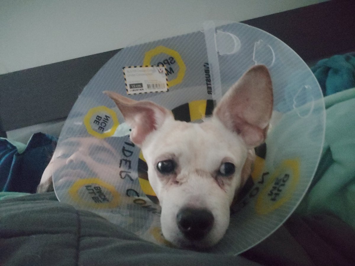 TootsiesL's tweet photo. Alvin slept most of the night and is resting up! He looks a bit like a Frankenstein puppy with all his cuts. β€οΈ Still super cute though.
#dogs #cutedogs #sendgoodthoughts #puppylove https://t.co/Ovaq5PtwFD