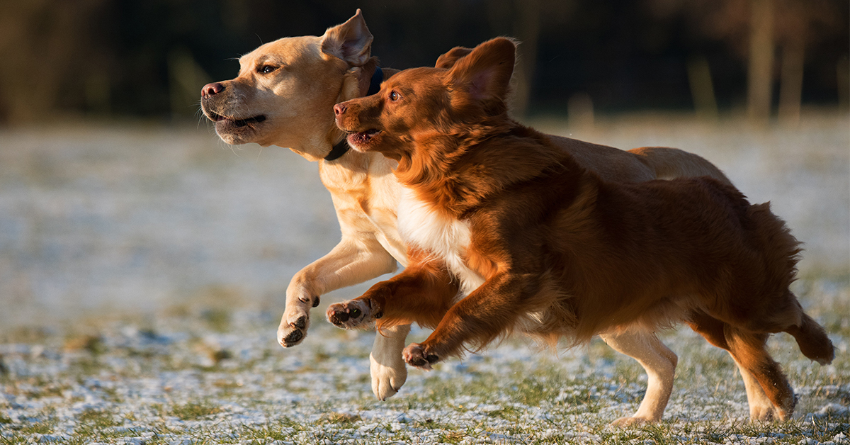 Who are dogs, really? What do they need to be their true selves? How do we provide them with lives that respect their needs?

Catch this fascinating #DogTalk conversation with Sindhoor Pangal, author of "Dog Knows: Learning How to Learn from Dogs"  ➡️  ow.ly/aVyE50HnXRM