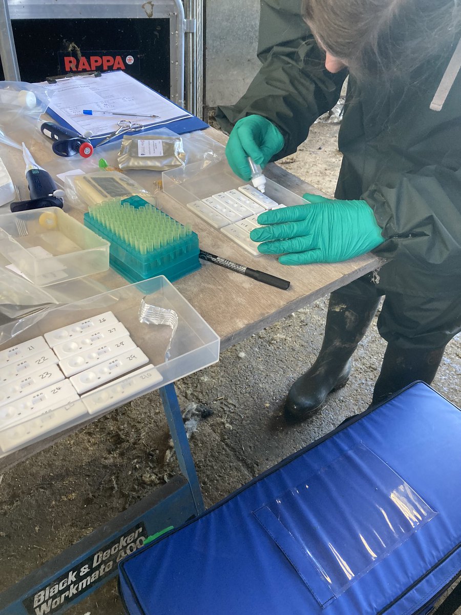 Spent a couple of hours this morning trialling penside tests for fluke in cattle and sheep. Potential for an absolute game changer to the farming industry. Was great to work with <a href="/LivUni/">University of Liverpool</a> <a href="/DianaWilliadj/">Diana Williams</a> <a href="/AHDB_BeefLamb/">AHDB Beef & Lamb</a> @farmernetwork1 #sheep365