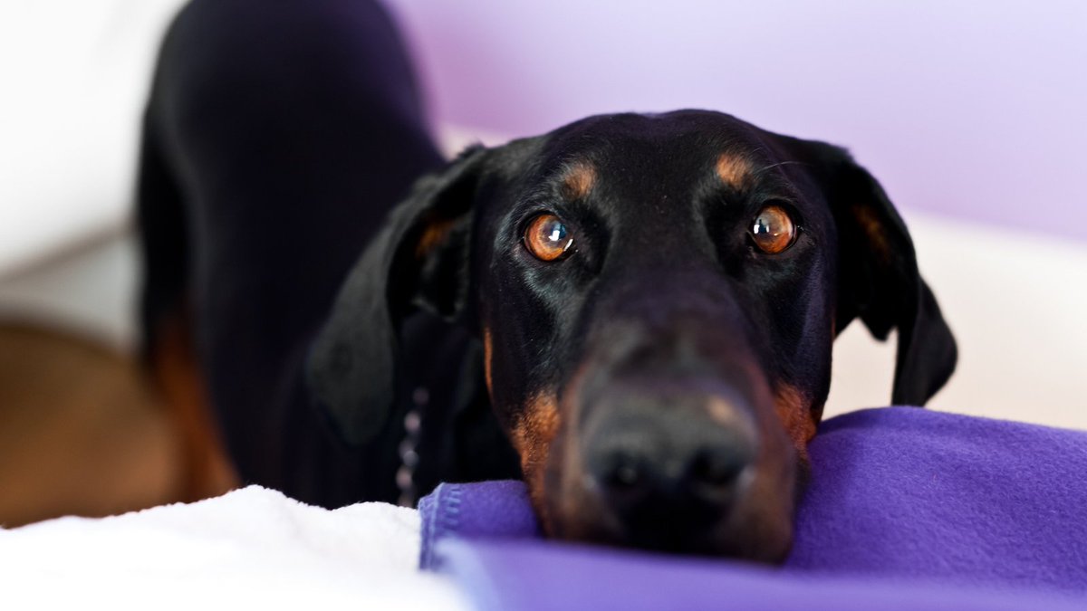 BuddyVpets's tweet photo. "I've been staring at you so long waiting for a treat that I've gone cross eyed and a treat is the only cure." https://t.co/QCRazuxjwe