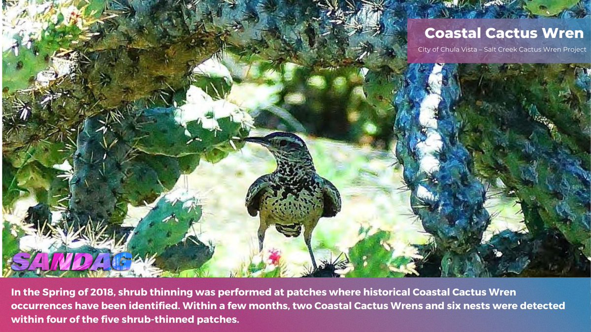 SANDAG's tweet photo. Itβs #NationalBirdDay! π¦
Through #TransNetSD Environmental Mitigation grants, SANDAG helps maintain the integrity of existing regional habitat preserves for some of the #SanDiego region's feathered friends. ππ
@sandiegozoo
@portofsandiego
@sdaudubon
@thinkchulavista https://t.co/YADMHpTMpr