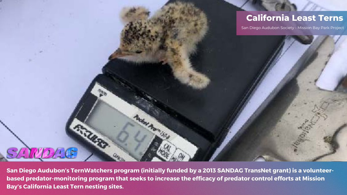SANDAG's tweet photo. Itβs #NationalBirdDay! π¦
Through #TransNetSD Environmental Mitigation grants, SANDAG helps maintain the integrity of existing regional habitat preserves for some of the #SanDiego region's feathered friends. ππ
@sandiegozoo
@portofsandiego
@sdaudubon
@thinkchulavista https://t.co/YADMHpTMpr