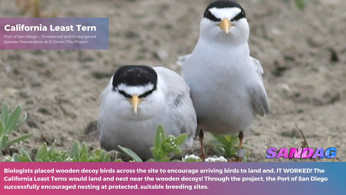 SANDAG's tweet photo. Itβs #NationalBirdDay! π¦
Through #TransNetSD Environmental Mitigation grants, SANDAG helps maintain the integrity of existing regional habitat preserves for some of the #SanDiego region's feathered friends. ππ
@sandiegozoo
@portofsandiego
@sdaudubon
@thinkchulavista https://t.co/YADMHpTMpr