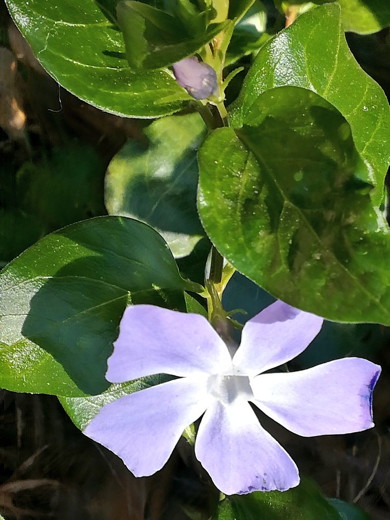 ツルニチソウ Twitter Search Twitter