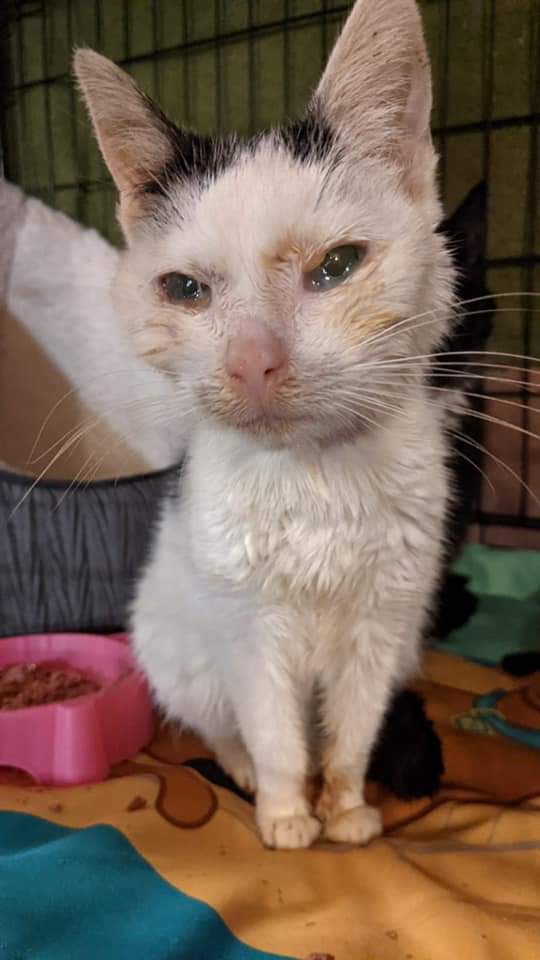 StrayCatsWM's tweet photo. Desperation at its finest. Please read details in pics

🆘 UPDATE - LOLLY &amp; TT. 

Please help us. Lolly has stolen a piece of me very fast, please help her!! 

https://t.co/PplpMlM35l

TSB - Stickland
77-68-89
03606268
 
https://t.co/GBwILphEWs

Please PLEASE help us 💔 https://t.co/StOGFm9g5t