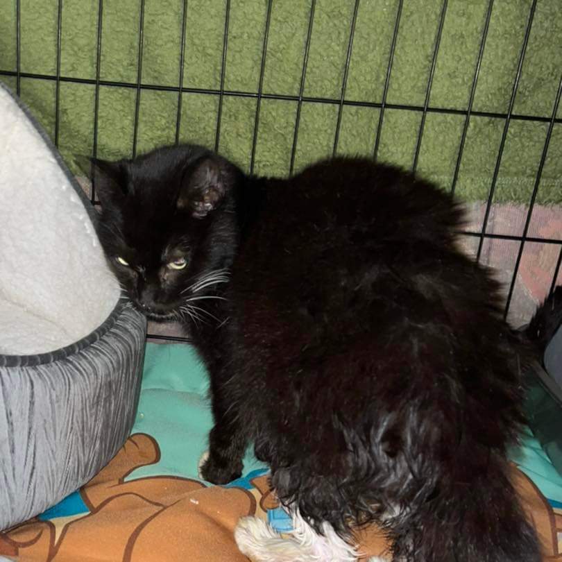 StrayCatsWM's tweet photo. Desperation at its finest. Please read details in pics

🆘 UPDATE - LOLLY &amp; TT. 

Please help us. Lolly has stolen a piece of me very fast, please help her!! 

https://t.co/PplpMlM35l

TSB - Stickland
77-68-89
03606268
 
https://t.co/GBwILphEWs

Please PLEASE help us 💔 https://t.co/StOGFm9g5t