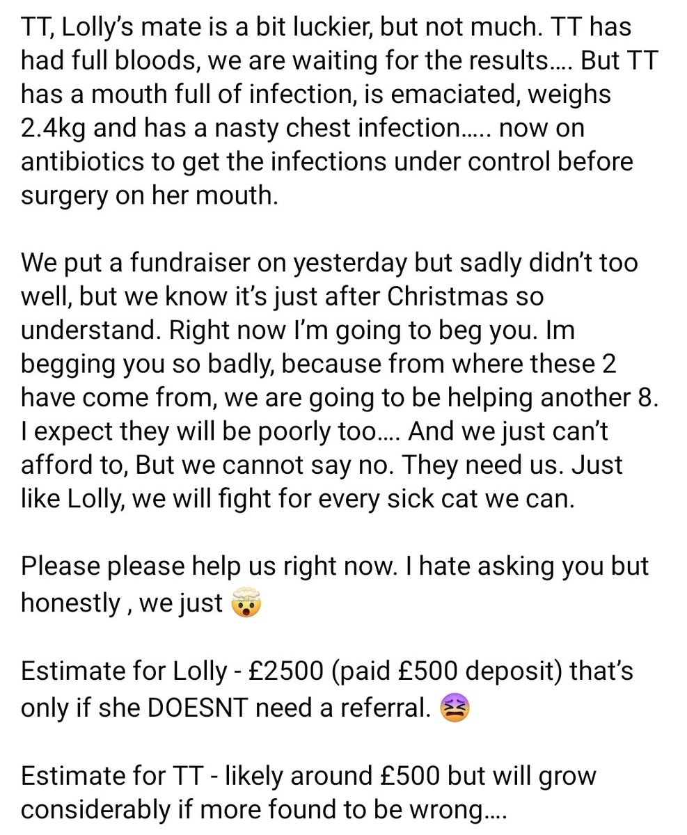 StrayCatsWM's tweet photo. Desperation at its finest. Please read details in pics

🆘 UPDATE - LOLLY &amp; TT. 

Please help us. Lolly has stolen a piece of me very fast, please help her!! 

https://t.co/PplpMlM35l

TSB - Stickland
77-68-89
03606268
 
https://t.co/GBwILphEWs

Please PLEASE help us 💔 https://t.co/StOGFm9g5t