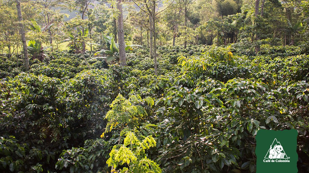 Café de Colombia tweet media