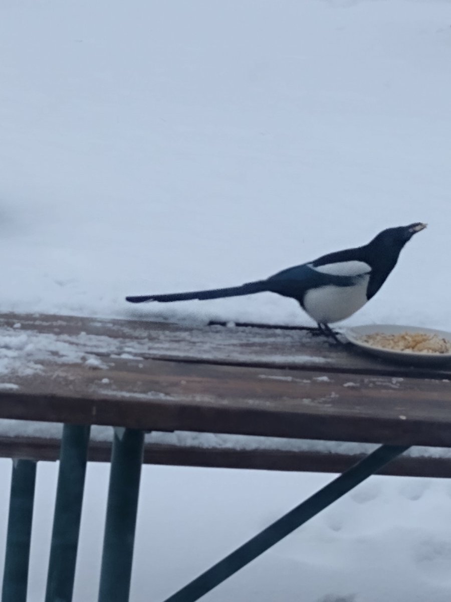 DebWWH's tweet image. Magpie having a snack