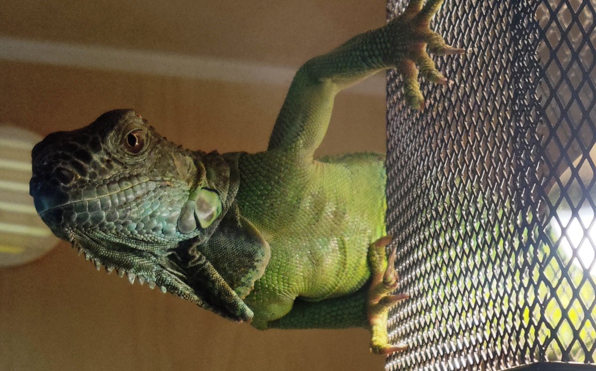 Did you know you can sponsor a JMDC Critter? Click the link, choose a critter and become a sponsor! bit.ly/SponsoraCritter

Many Discoveries
JMDC Staff
#HowDoYouDiscover #JMDCmanyDiscoveries #JMDCSponsoraCritter