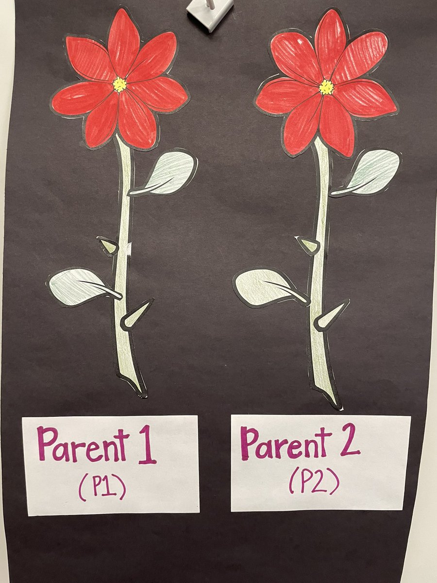 MrsToth03's tweet photo. Ss are working on Punnett Squares and discussing possible genotypes of plant offspring. #pltw #harvestlearn https://t.co/XqtH2gJp3r