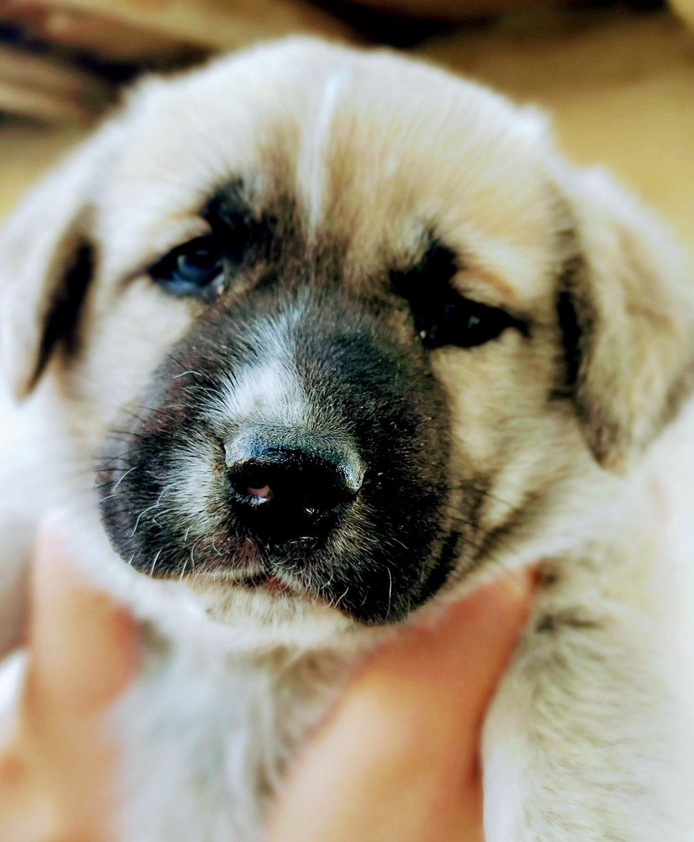 vipnftmall's tweet photo. 5% of this collection revenues and commissions will be donated to stray animal survival and improvement associations around the world. Relevant donations will be shared on Instagram and Twitter.

https://t.co/av1dV4b8LL
https://t.co/SBdufBA9kQ
https://t.co/vCgl5G3HIc
#opensea https://t.co/Kf8bAf4EQ8