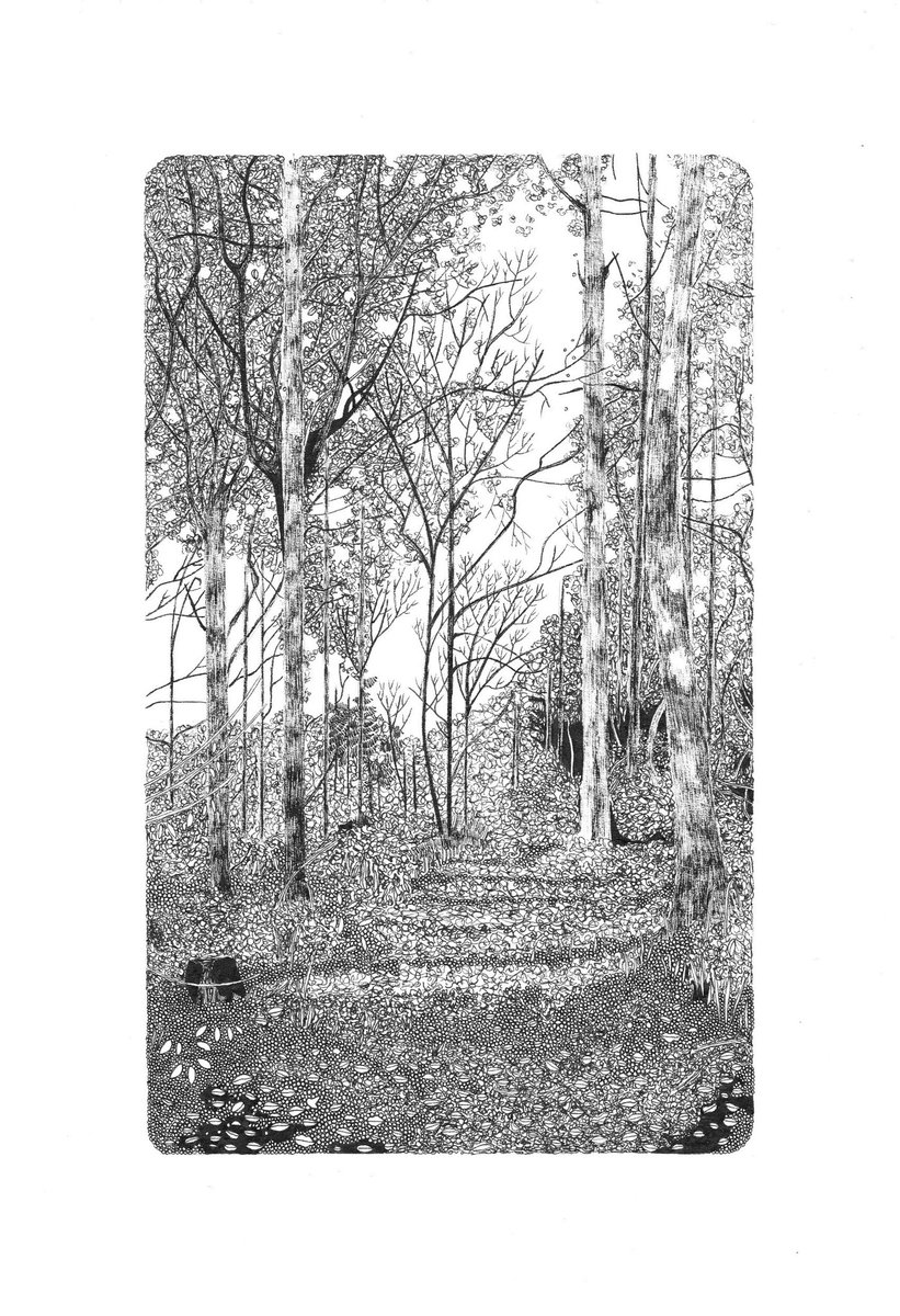 Limited edition detailed prints of my woodland drawings, available at claireleach.com/shop. #HandmadeHour