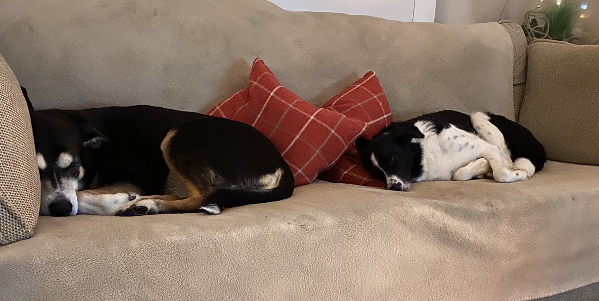 Murlio's tweet photo. Anyone else bought a sofa for their #Doggos ๐ถโค๏ธ๐ถ #ToughDay #ItsADogLife https://t.co/Wrpgt75AMr