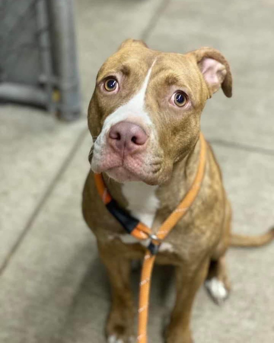 Foster Pet Outreach tweet media