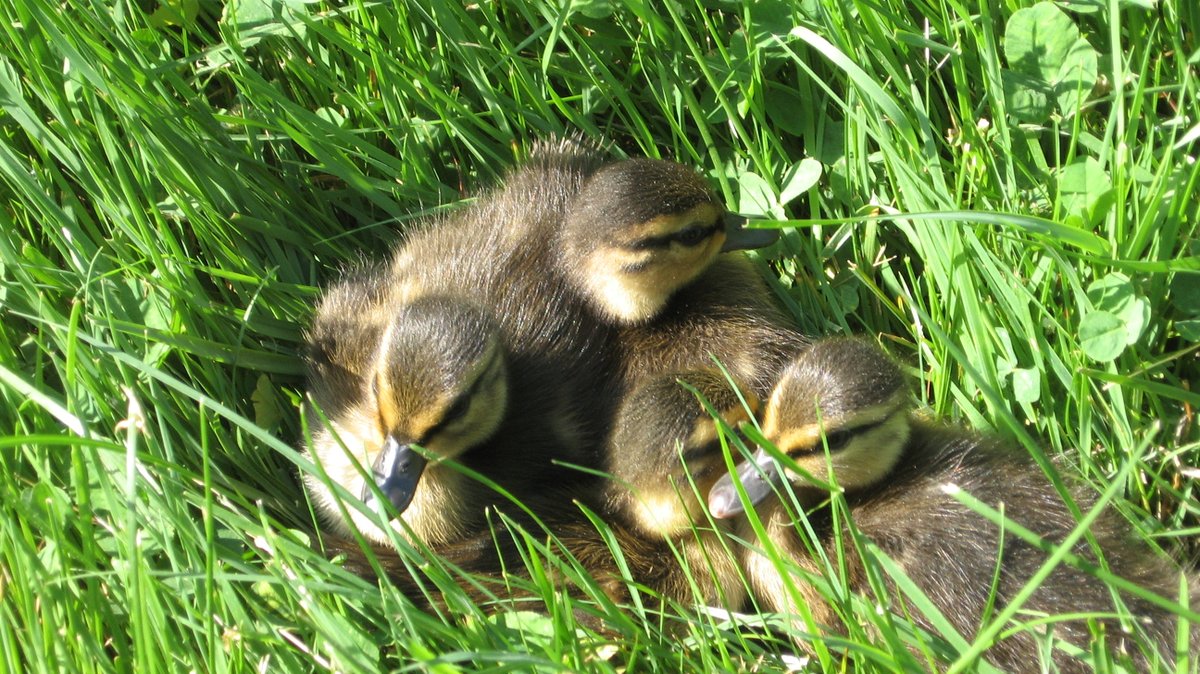#NationalBirdDay, while we have many beautiful species of birds visit or make their home in <a href="/ADAMSNPS/">ADAMS NPS</a>, we wanted to share a picture of the cutest ones. These baby ducklings were found wandering the grounds. #AdamsNHP#BirdYourWorld #NationalBirdDay#FindYourPark #EncuentraTuParque