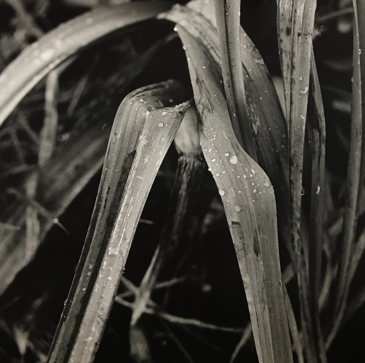 PictorialPlanet's tweet photo. My Instagram seems to be disconnected from Twitter. Apologies if this is a dup. 

"I like the contrast and sharpness of this. It's a shot of my winter leeks!"
#pentaxmx 
#pentax50mmf1_7 
#ilfordpanf50 
#ilfordphoto 
#pictofin
#semistanddeveloping https://t.co/u8aTKtmxQT