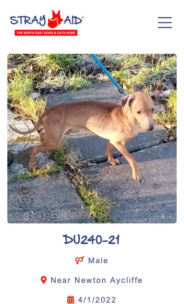 The_Animal_Team's tweet photo. #Found #dogs #NewtonAycliffe #CountyDurham 4/1/22. Now with #StrayAid☎️03009994247. Open 10-4pm daily. #FoundDogs #StrayDogs #dogsoftwitter https://t.co/11lEyaI5qr
