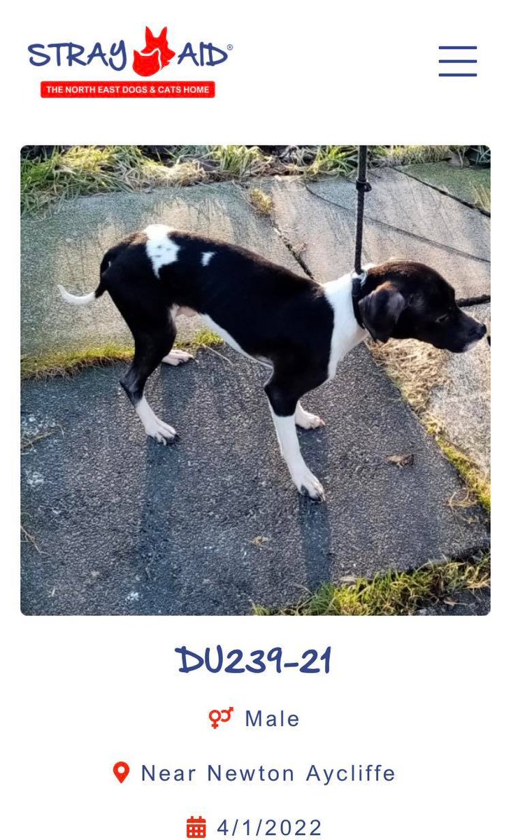 The_Animal_Team's tweet photo. #Found #dogs #NewtonAycliffe #CountyDurham 4/1/22. Now with #StrayAid☎️03009994247. Open 10-4pm daily. #FoundDogs #StrayDogs #dogsoftwitter https://t.co/11lEyaI5qr
