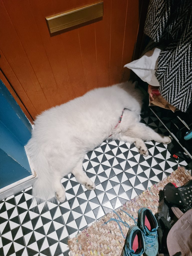 ruthlessimagery's tweet photo. Samoyeds double up as draught excluders. (She has a bed, a rug, multiple pillows, but always sleeps wedged up against doors) https://t.co/CJimJoOIpd