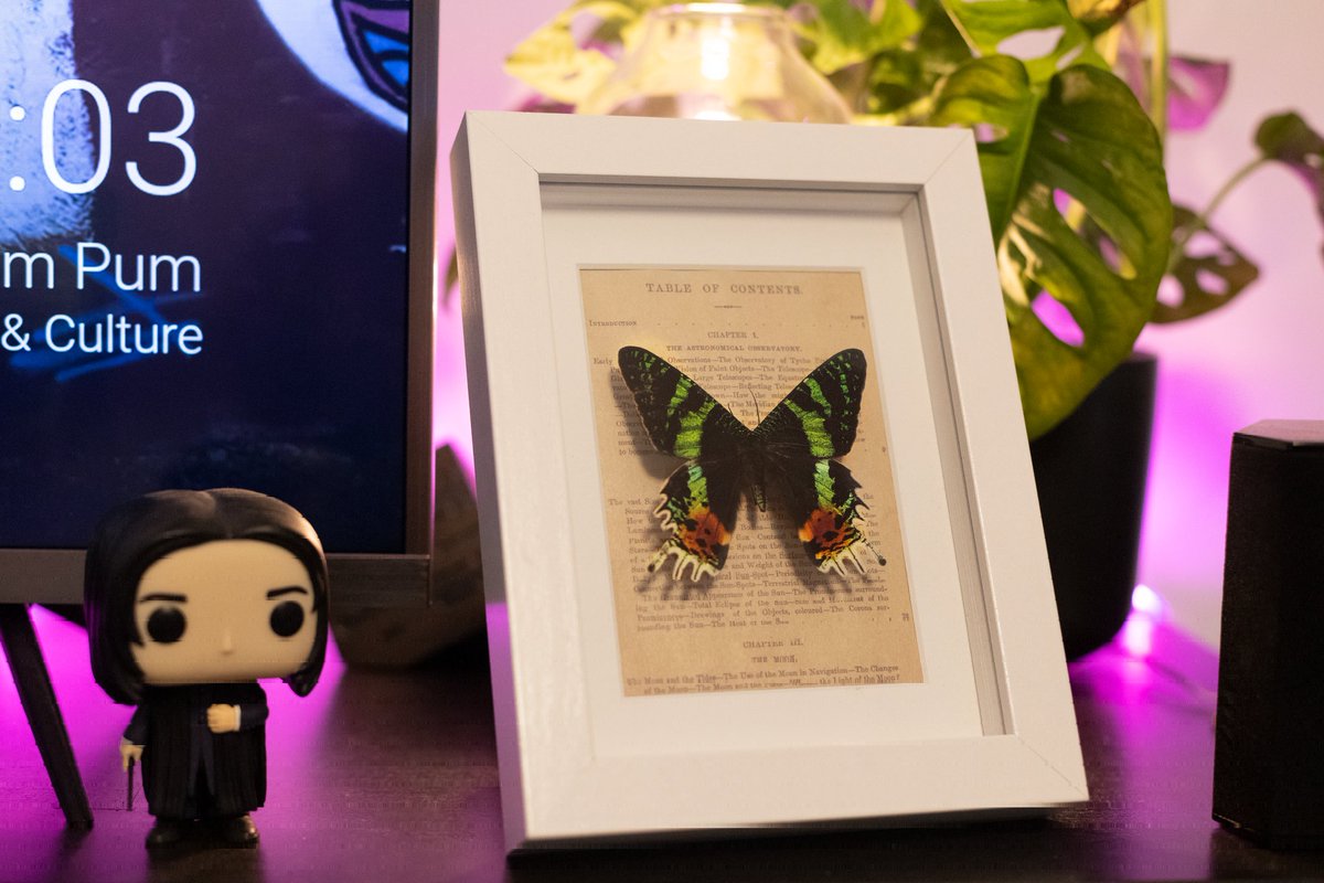 celestryall's tweet photo. #entomology #sunsetmoth #art #crafts https://t.co/YiuIfzahkC